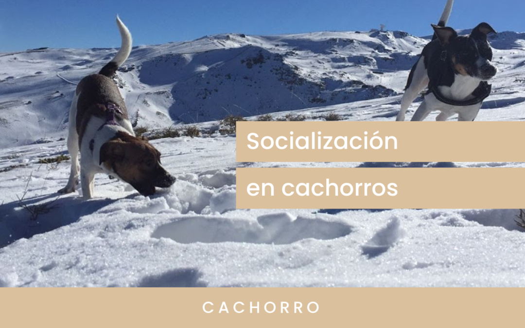 Consejos para socializar a tu cachorro o perro  correctamente | Aventura canina clase 6