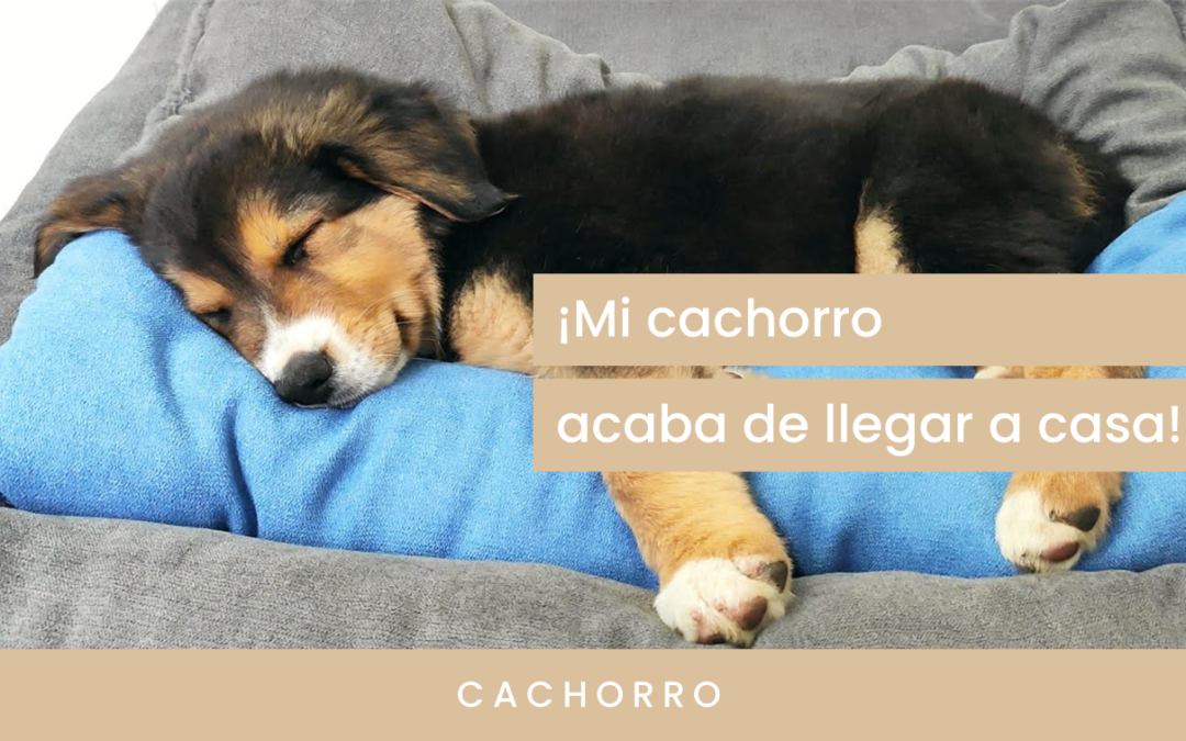 ¡Mi cachorro acaba de llegar a casa!