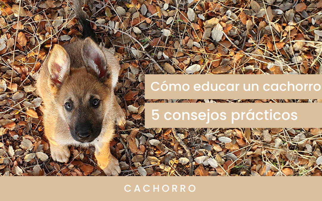 Cómo educar a un cachorro: 5 consejos prácticos