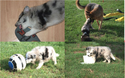 cachorro border collie