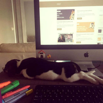 cachorro estirado en una mesa