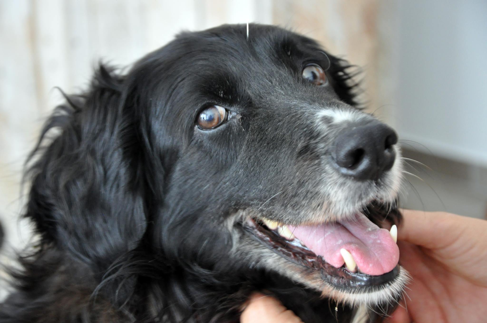 acupunturaparaperros