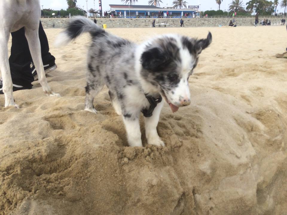 cachorro-en-playa
