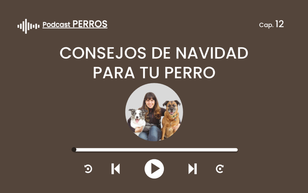 Capítulo 12. Consejos de Navidad para tu perro