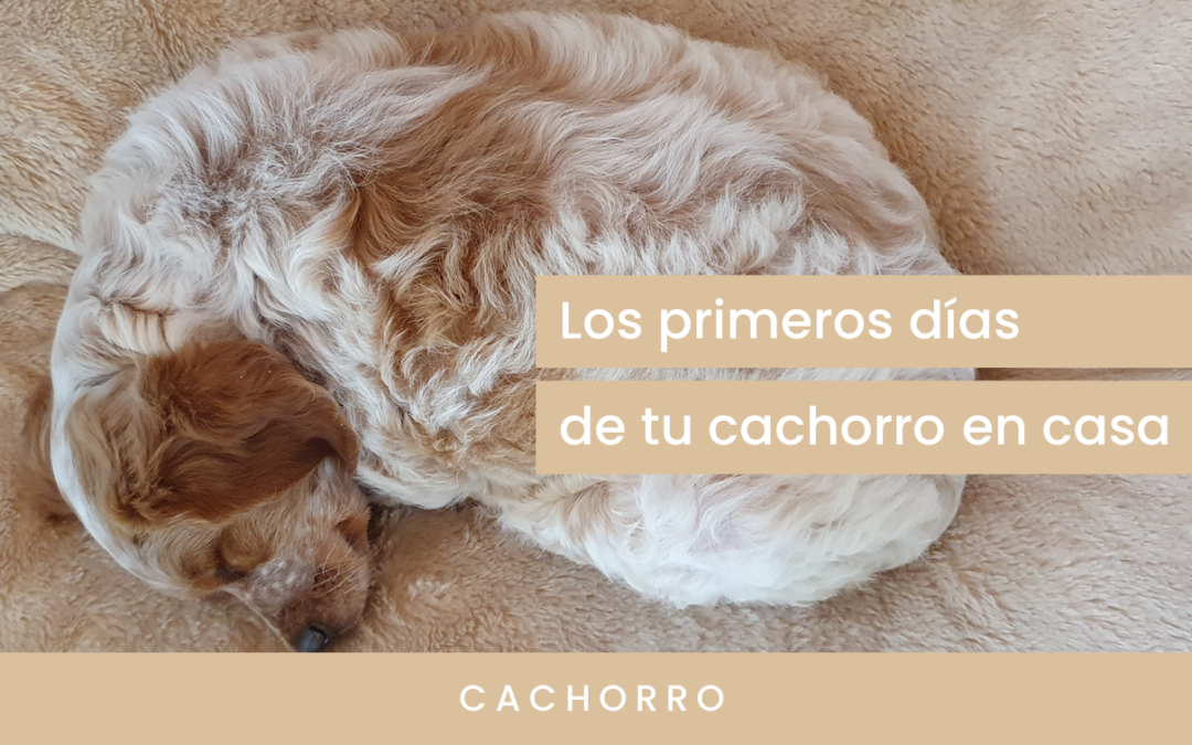 Los primeros días de tu perro o cachorro en casa