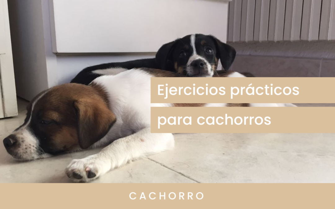 Ejercicios prácticos para cachorros