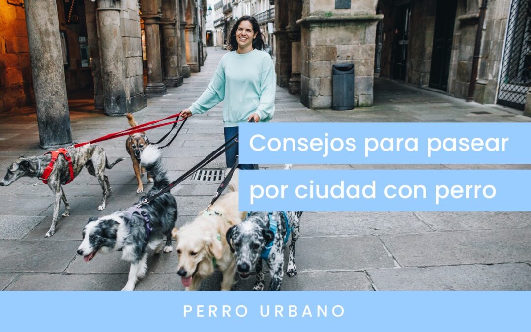 Consejos para pasear por la ciudad con perro