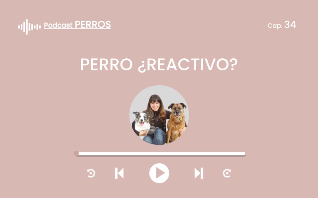 Capítulo 34. Perro ¿reactivo?