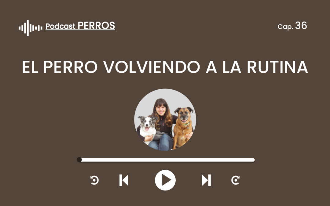 Capítulo 36. El perro volviendo a la rutina