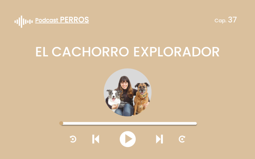 Capítulo 37. El cachorro explorador