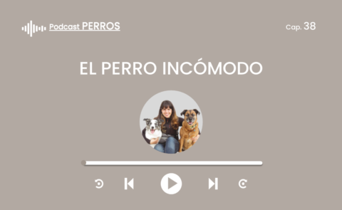 Capítulo 38. El perro incómodo - PAT Educadora Canina
