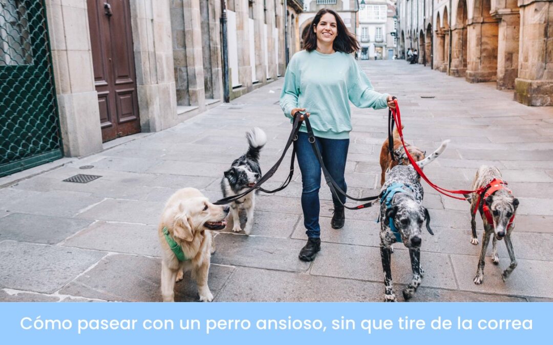 Cómo pasear con un perro ansioso, sin que tire de la correa