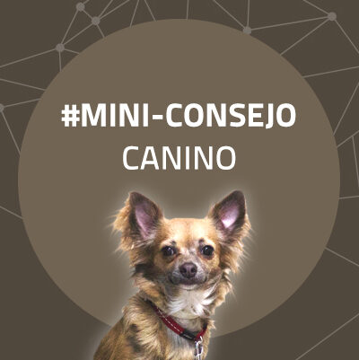 #Mini-consejo 27: Aprovecha el día a día para hacer el paseo más divertido.