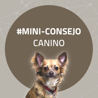 Mini-consejo Canino 47: Cómo presentar a los perros