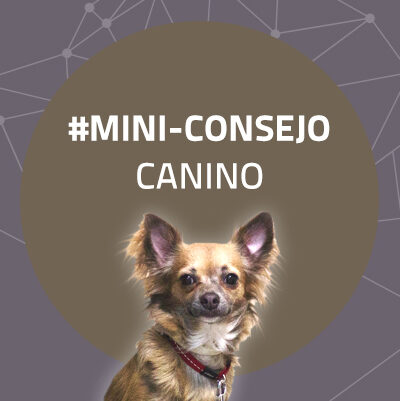 Mini-consejo Canino 46: Descubre una ciudad con tu perro
