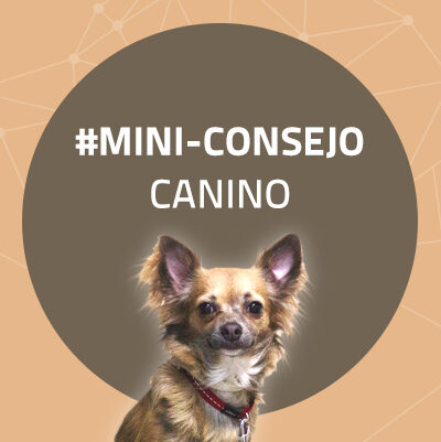 Mini-consejo Canino 34: no te pases con el deporte