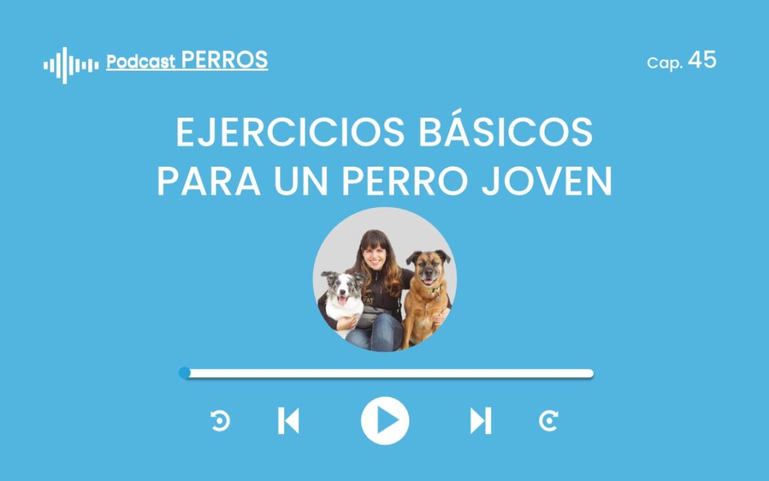 Capítulo 45. Ejercicios básicos para un perro joven