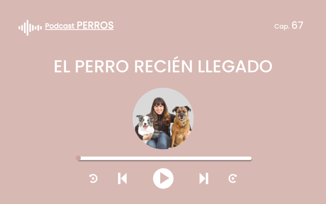 Capítulo 67. El perro recién llegado