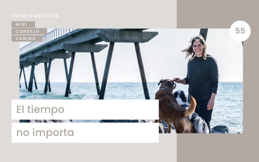 Mini-consejo Canino 55: El tiempo no importa