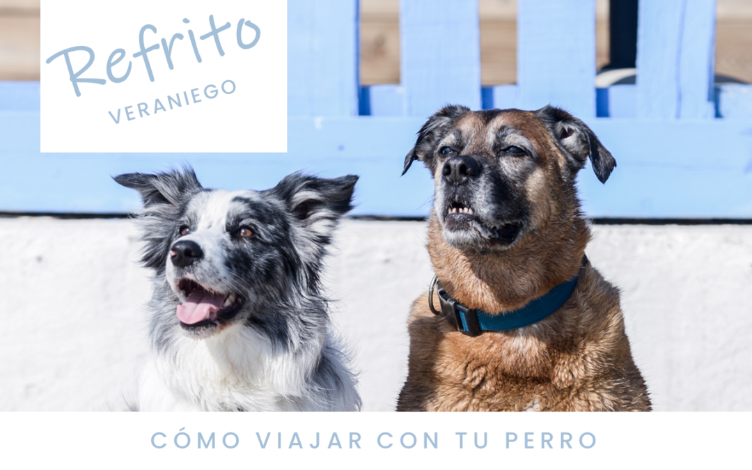 Cómo VIAJAR con tu perro. Bienvenidas vacaciones