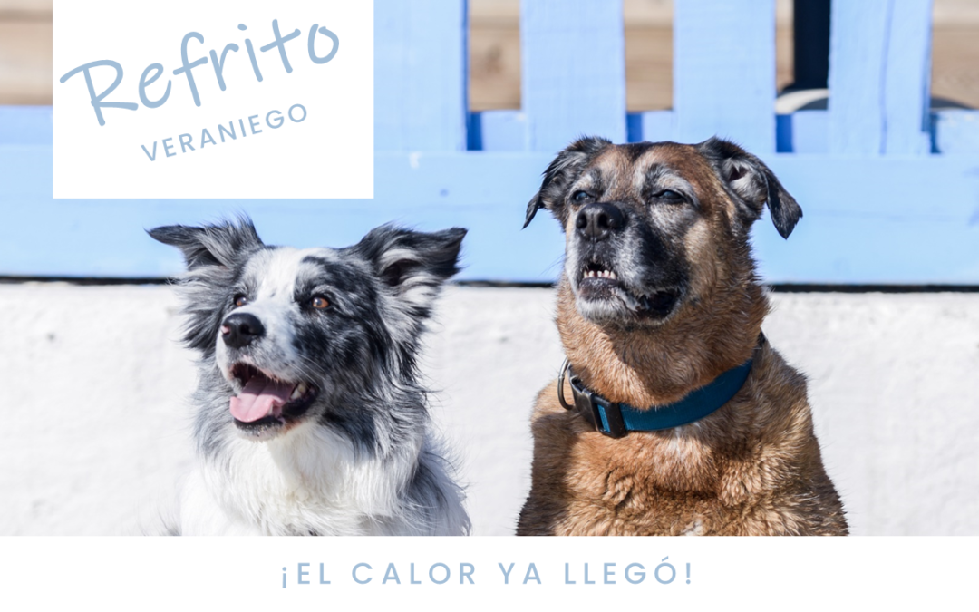 ¡El calor ya llegó! Consejos para tu perro y tú