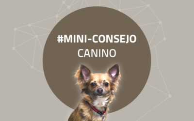 Mini-consejo Canino 65: Los perros aprenden 24h al día