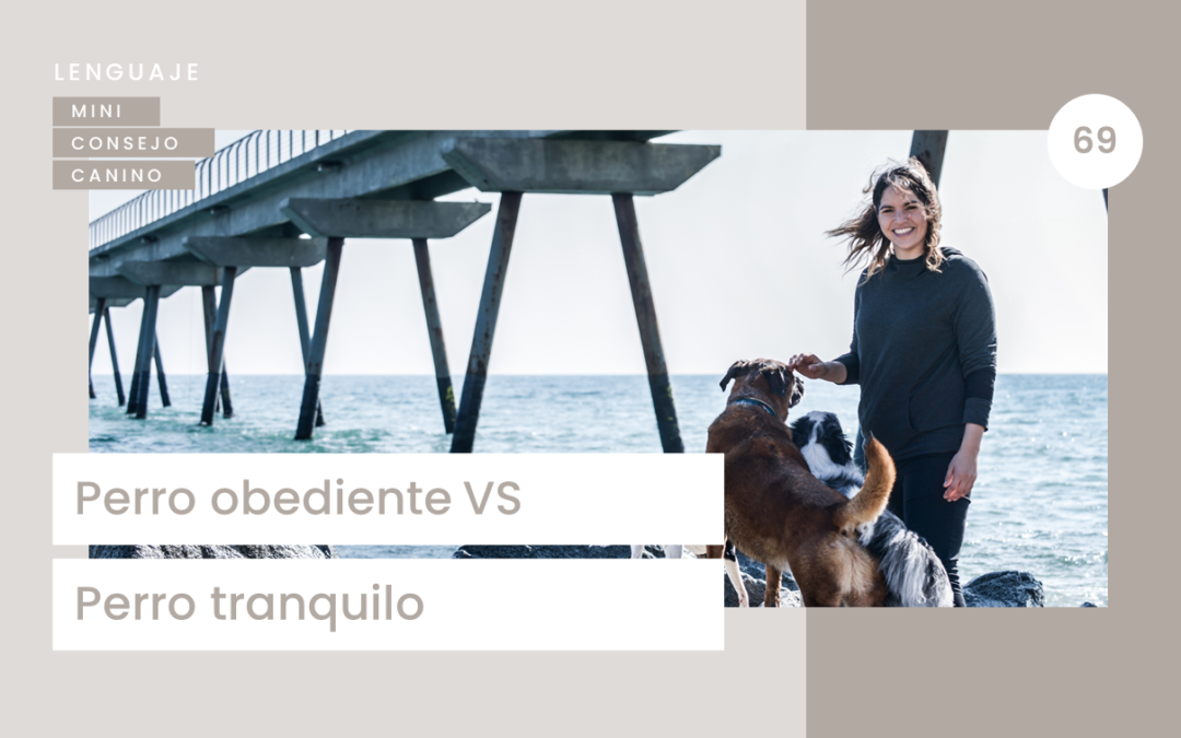 Mini-consejo Canino 69: Perro obediente vs Perro tranquilo