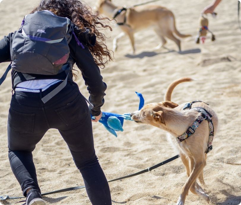 Juega con tu perro