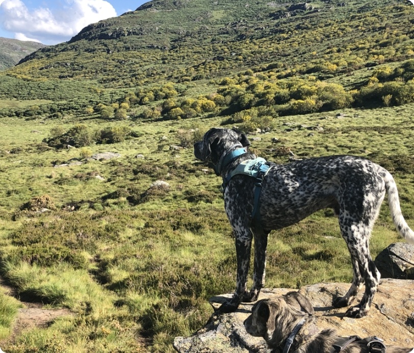 Mi perro energético