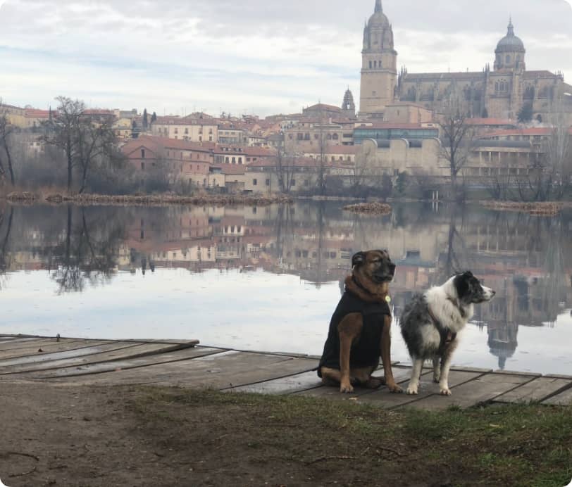 Perro Urbano