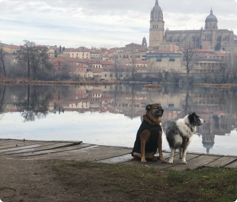 Paso a paso para un perro urbano y feliz