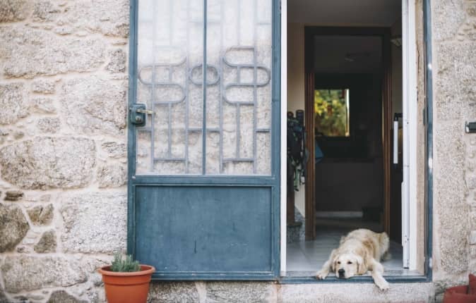 Perro adoptado