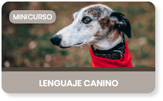 Lenguaje Canino
