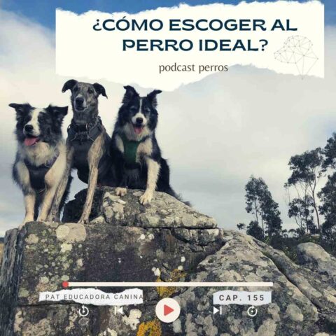 Capítulo 155. ¿Cómo escoger al compañero canino ideal?