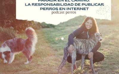 Capítulo 156. Parada en el camino: responsabilidad al publicar perros en redes