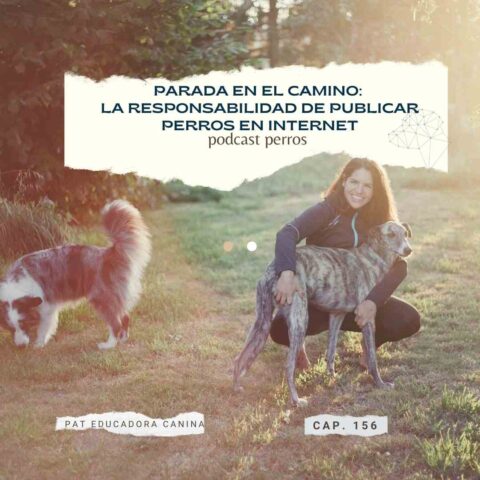 Capítulo 156. Parada en el camino: responsabilidad al publicar perros en redes