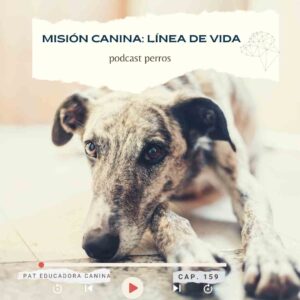 Capítulo 159- Misión canina- línea de vida piracanil