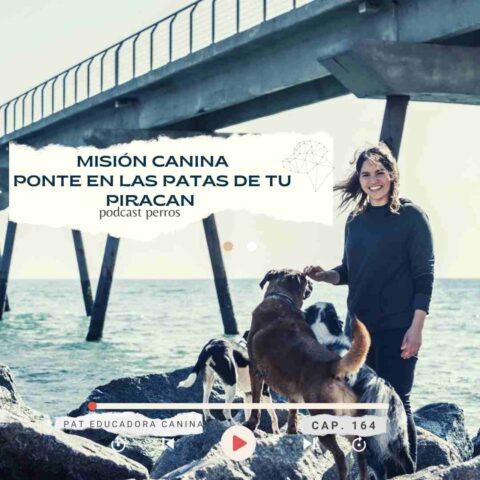 Capítulo 164- misión canina- ponte en las patas de tu piracan