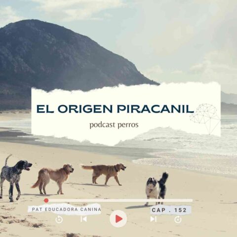 Capítulo 152. El origen de tu Piracán