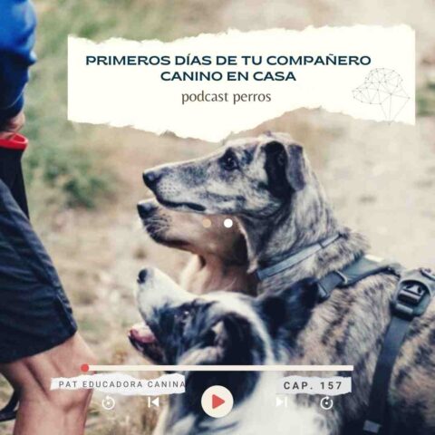 Capítulo 157- Primeros días de tu compañero canino en casa