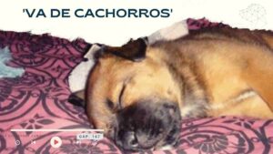 Va de cachorros- Capítulo 173