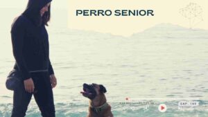 Capítulo 166- Perro senior