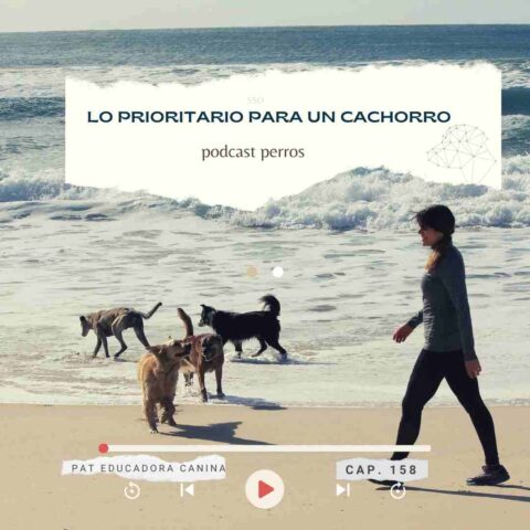 Capítulo 158- Lo prioritario en el cachorro