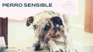 Perros, Naturaleza y Humanos