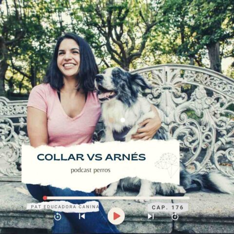 ¿Collar o arnés para tu piracan?- Capítulo 176