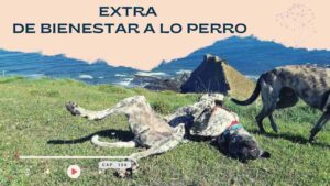 Capitulo 165- Extra de bienestar a lo perro