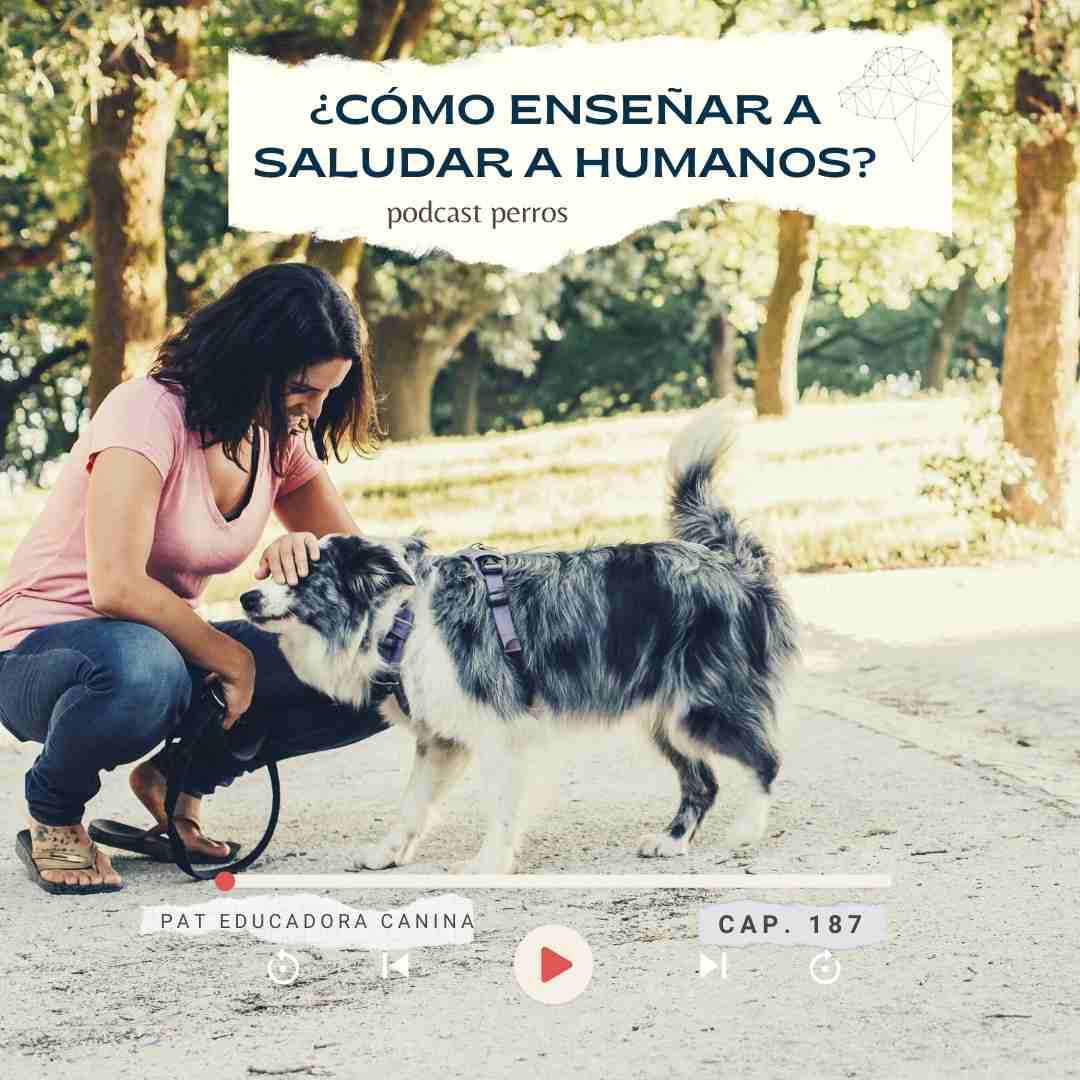 ¿Cómo enseñar a saludar humanos?- Capítulo 187