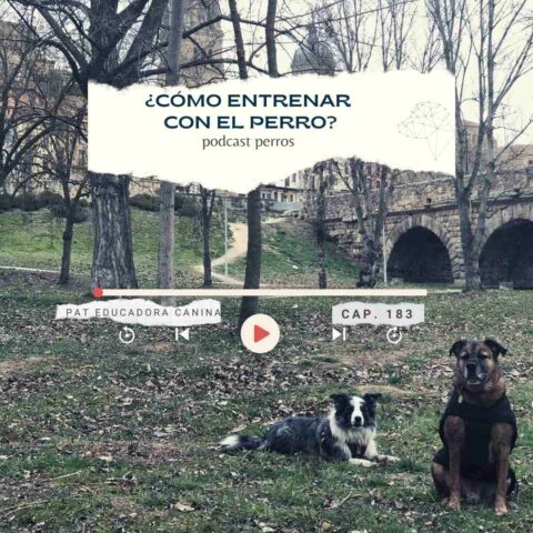 ¿Cómo entrenar con un perro?