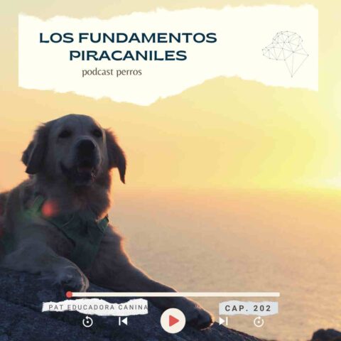 Los fundamentos piracaniles- Capítulo 202