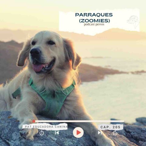 Parraques caninos (Zoomies)- capítulo 205